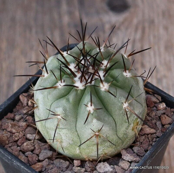 COPIAPOA CINEREA BLACK SPINES