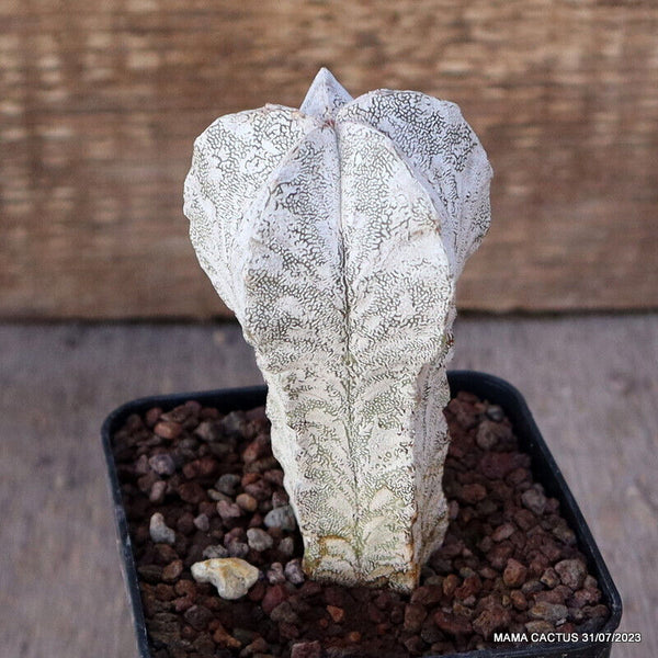 ASTROPHYTUM MYRIOSTIGMA ONZUKA HAKUN