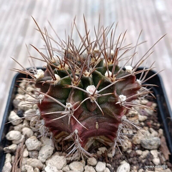 GYMNOCALYCIUM MIHANOVICHII