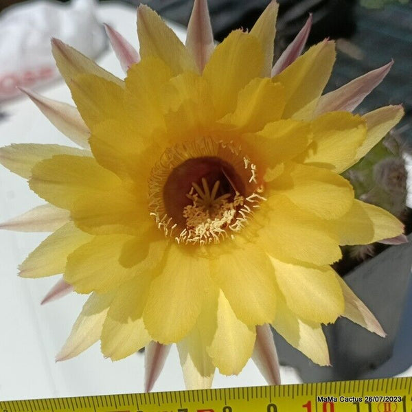 Flower  MaMa Cactus