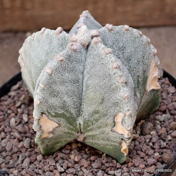 ASTROPHYTUM MYRIOSTIGMA PENTACOSTATUM