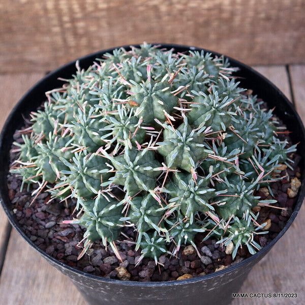 EUPHORBIA ENOPLA COMPACT FORM
