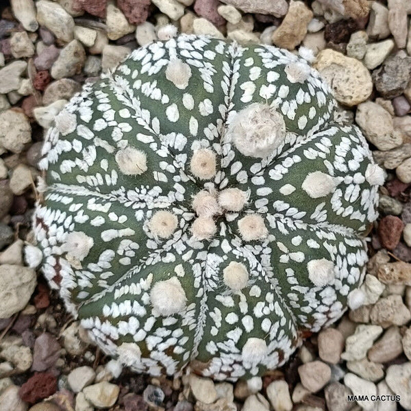 ASTROPHYTUM SUPERKABUTO