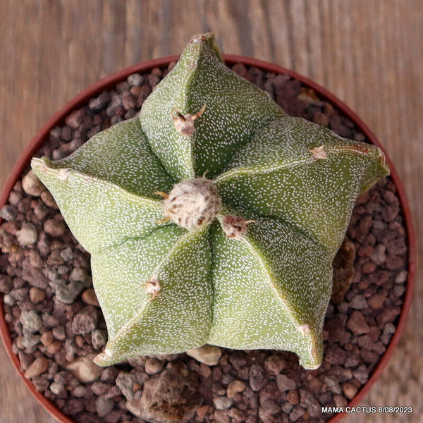ASTROPHYTUM MYRIOSTIGMA X ORNATUM