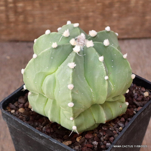 ASTROPHYTUM HYBRID NUDUM