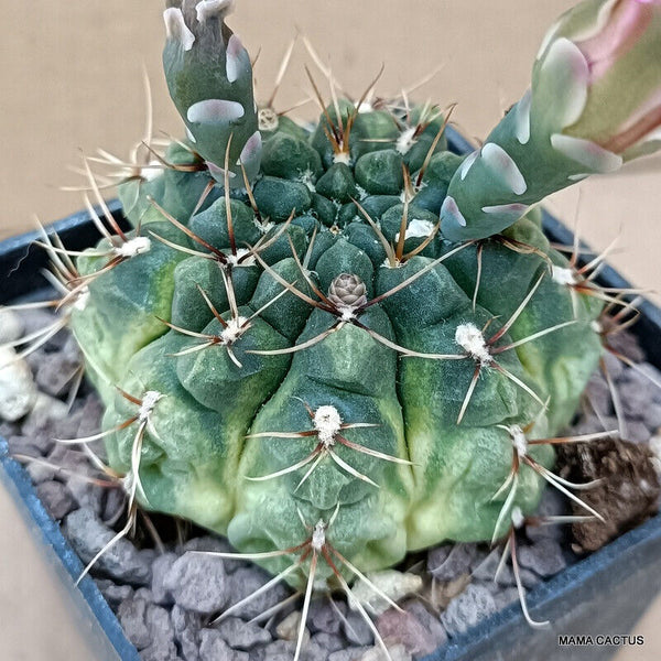 GYMNOCALYCIUM BALDIANUM