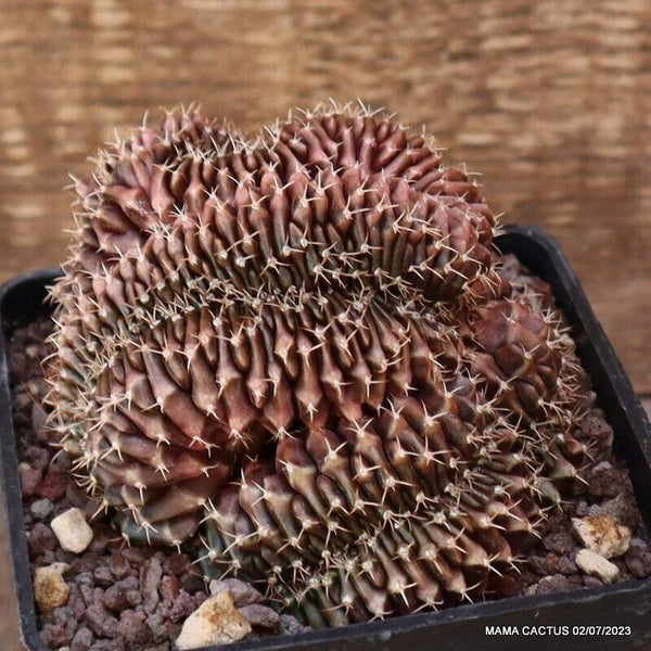 GYMNOCALYCIUM MIHANOVICHII CRESTED