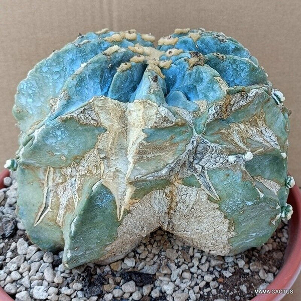 FEROCACTUS GLAUCESCENS INERMIS MONSTER