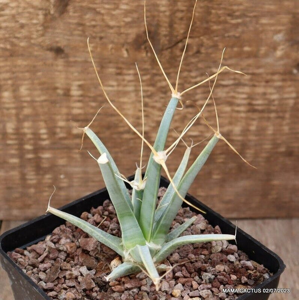 LEUCHTENBERGIA PRINCIPIS