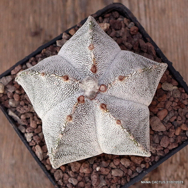 ASTROPHYTUM MYRIOSTIGMA ONZUKA