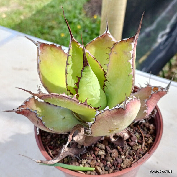 AGAVE HORRIDA