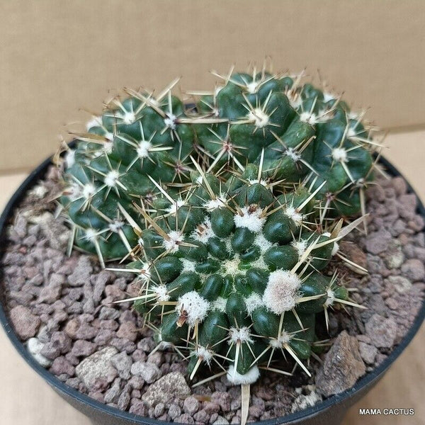 NOTOCACTUS SUBMAMMULLOSUS