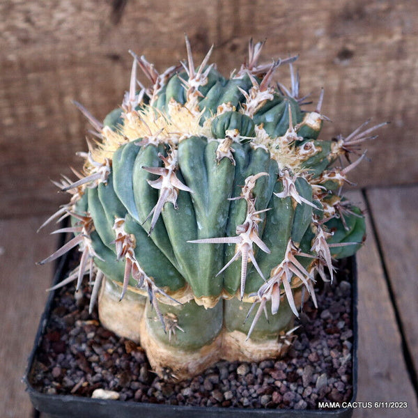 HOMALOCEPHALA AYANAMII CRESTED GRAFTED