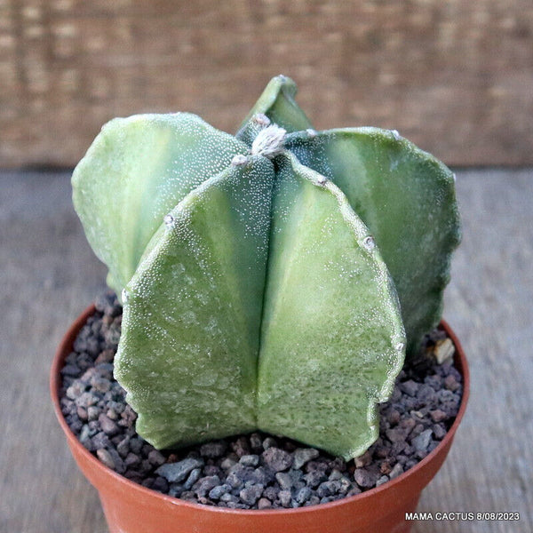 ASTROPHYTUM MYRIOSTIGMA