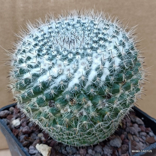MAMMILLARIA HAHNIANA