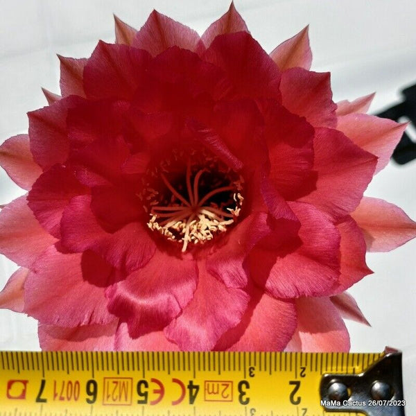 Flower  MaMa Cactus