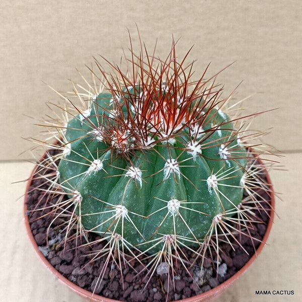 MELOCACTUS DIERSIANUS