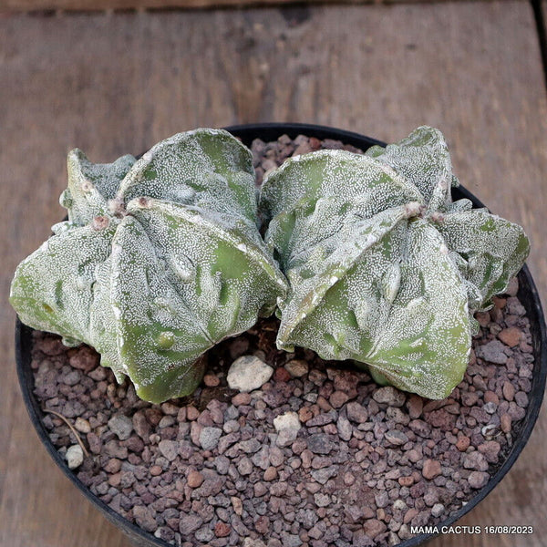 ASTROPHYTUM MYRIOSTIGMA FUKURYU DICHOTOMIC