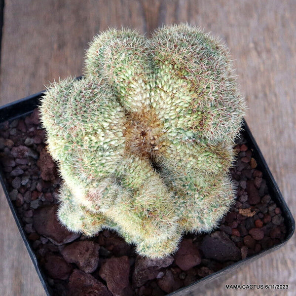NOTOCACTUS BUININGII CRESTED GRAFTED