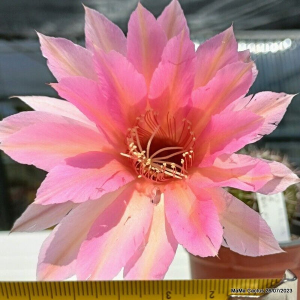 Flower  MaMa Cactus