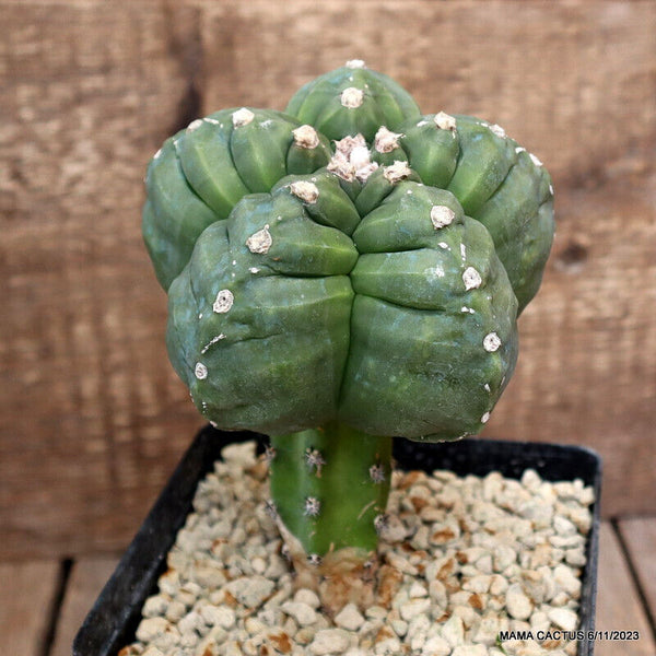 ASTROPHYTUM MYRIOSTIGMA KIKKO GRAFTED