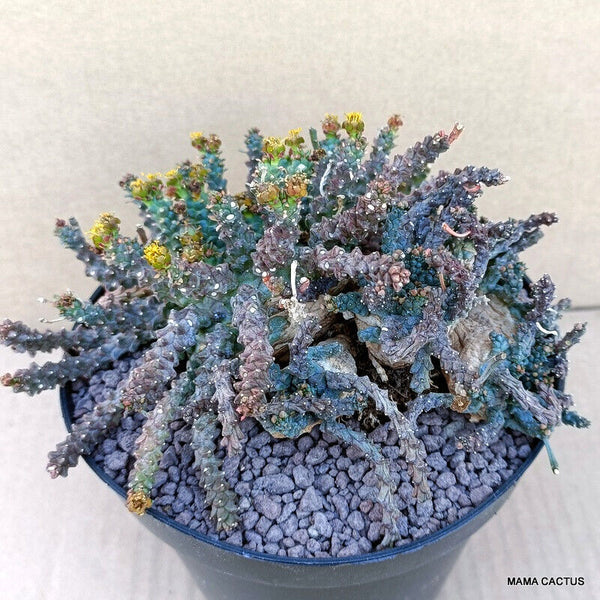 EUPHORBIA GORGONIS MULTIHEADS
