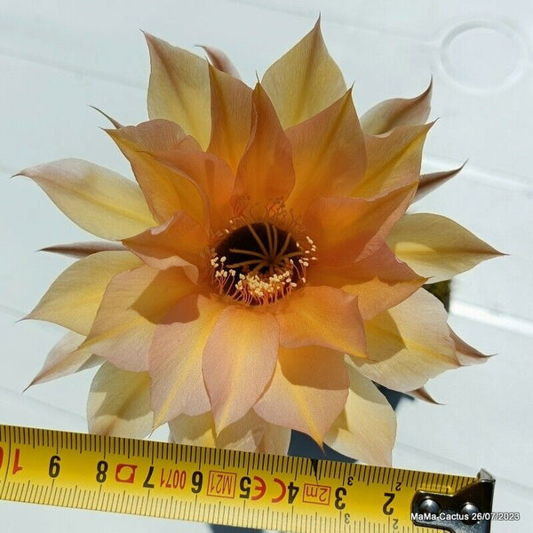 Flower  MaMa Cactus