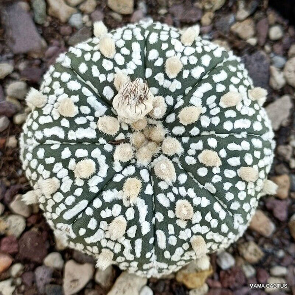 ASTROPHYTUM SUPER KABUTO