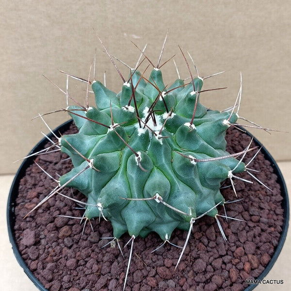 D1204 THELOCACTUS RINCONENSIS pot 14 cm H 6,5 cm W 9,5 cm MaMa Cactus