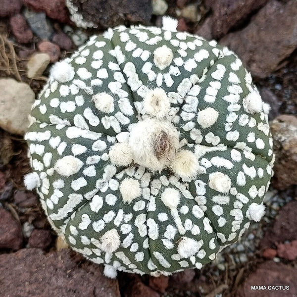 ASTROPHYTUM SUPERKABUTO SNOW