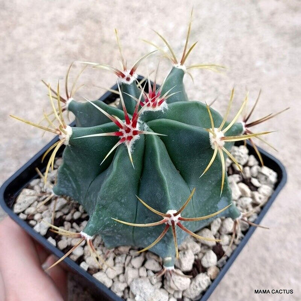 FEROCACTUS HISTRIX