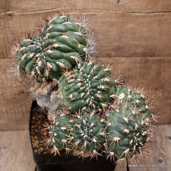 GYMNOCALYCIUM SAGLIONIS CRESTED RARE
