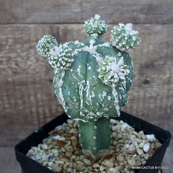 ASTROPHYTUM MYRIOSTIGMA FUKURYU GRAFTED