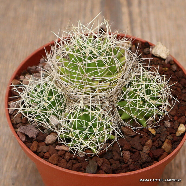 MAMMILLARIA CAMPTOTRICHA TIPILA