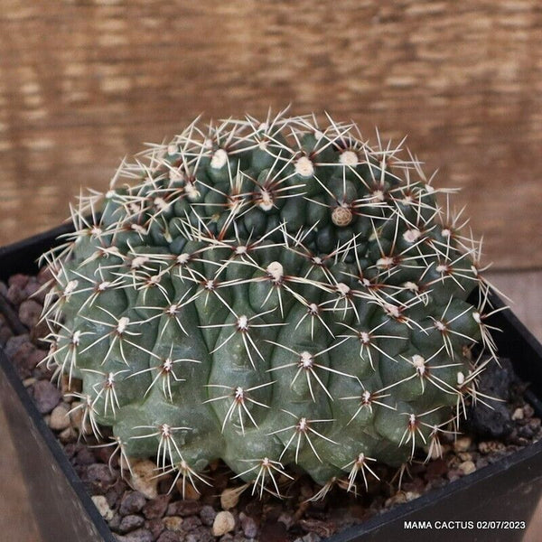 GYMNOCALYCIUM BALDIANUM CRESTED