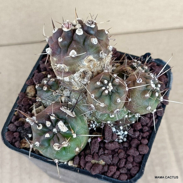 D941 LOBIVIA AUREA SHAFFERI pot 7 cm H 6 cm W 7,5 cm MaMa Cactus