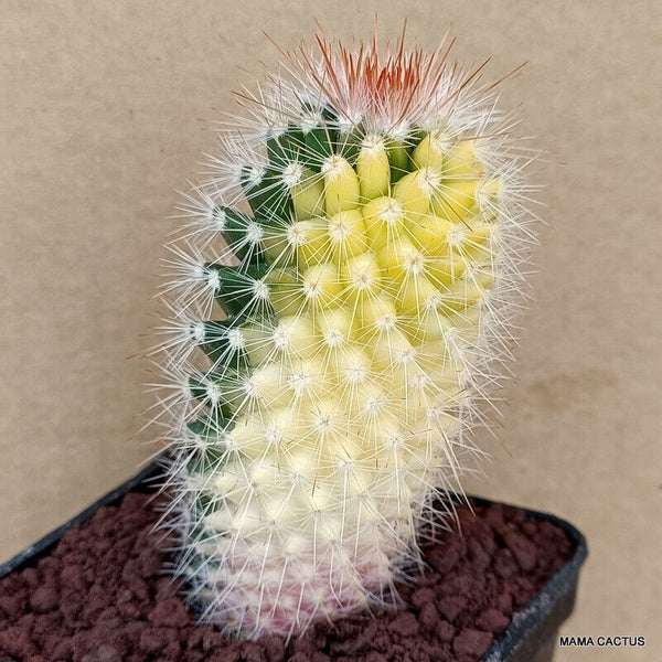 MAMMILLARIA SPINOSISSIMA VARIEGATED