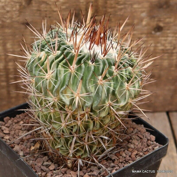 A1790 ECHINOFOSSULOCACTUS MULTICOSTATUS pot12-H12-W11 cm MaMa Cactus