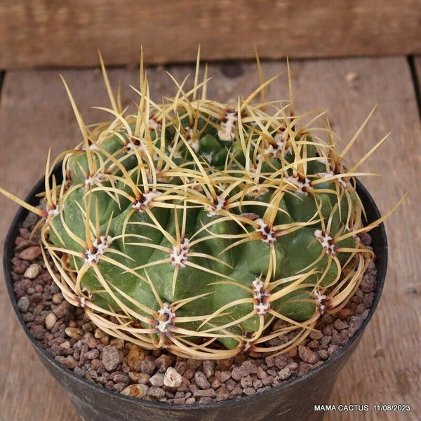 GYMNOCALYCIUM MULTIFLORUM