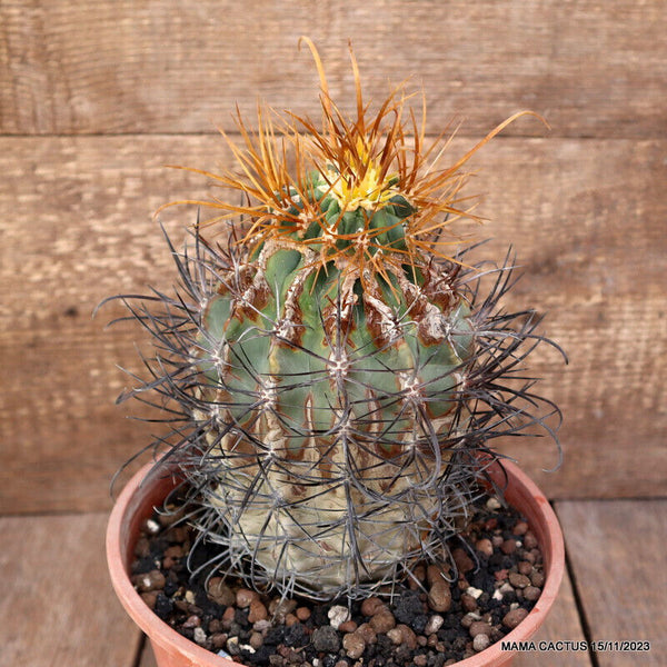 FEROCACTUS RECTISPINUS MONSTER