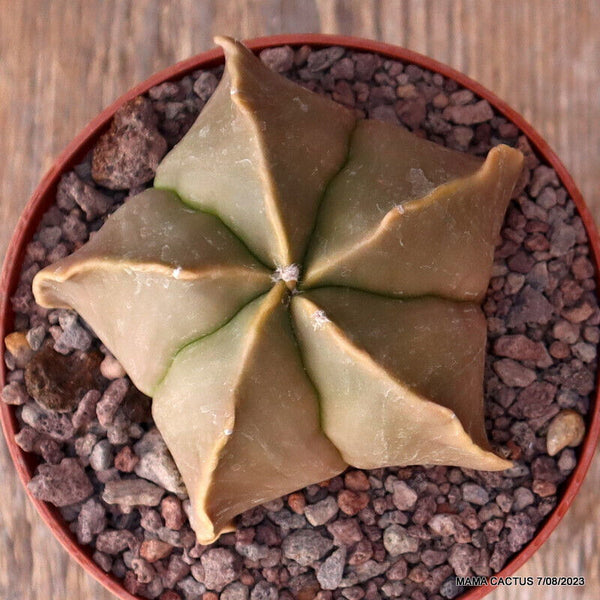 ASTROPHYTUM MYRIOSTIGMA NUDUM KIKKO