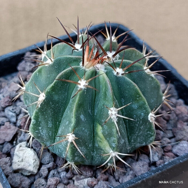 MELOCACTUS MATANZANUS