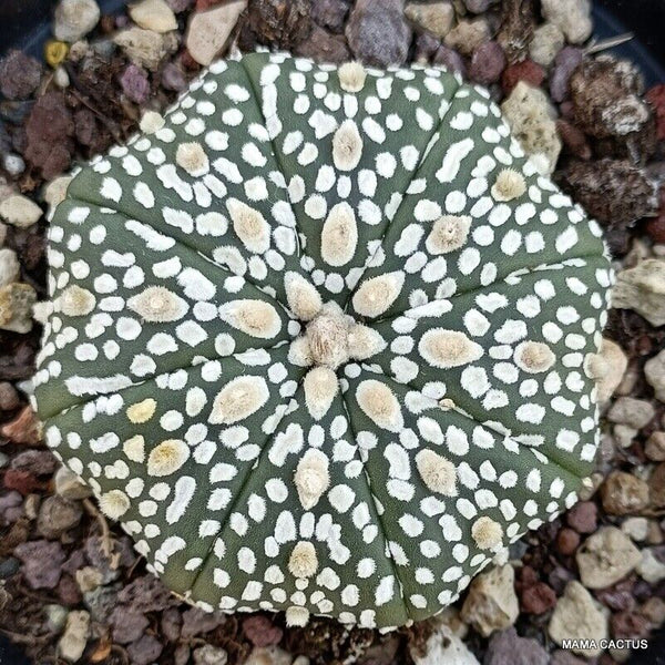 ASTROPHYTUM SUPER KABUTO STAR