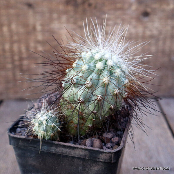 COPIAPOA KRAINZIANA