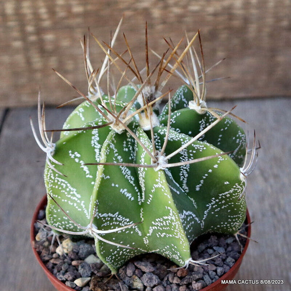 ASTROPHYTUM ORNATUM