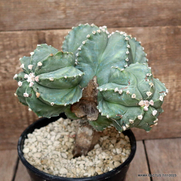 ASTROPHYTUM MYRIOSTIGMA KIKKO GRAFTED