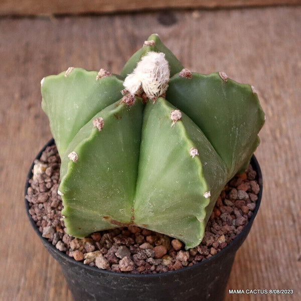 ASTROPHYTUM MYRIOSTIGMA NUDUM KIKKO