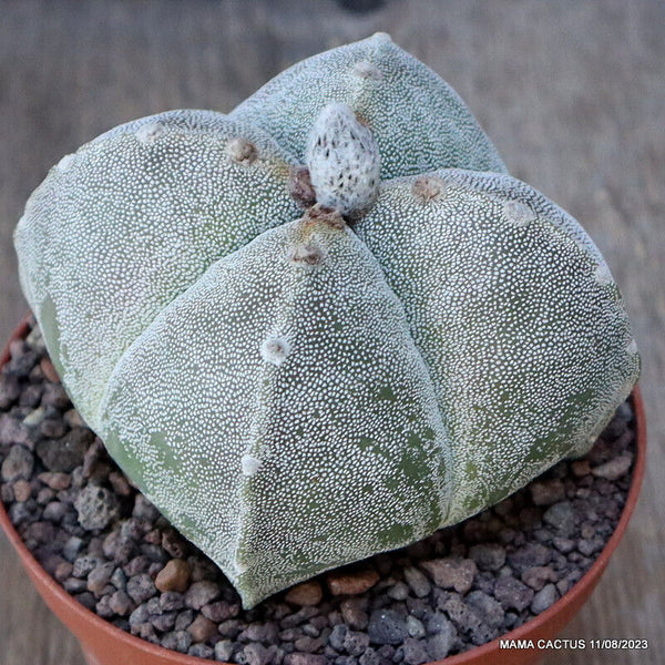 ASTROPHYTUM MYRIOSTIGMA SPECIAL