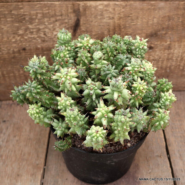 EUPHORBIA HORRIDA MONSTER