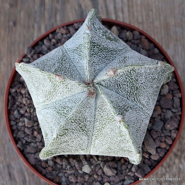 ASTROPHYTUM MYRIOSTIGMA X ORNATUM